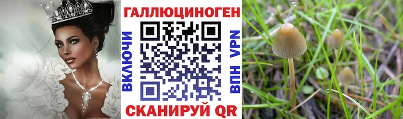 Купить  Щучье  Галлюциногенные грибы MAGIC MUSHROOMS 